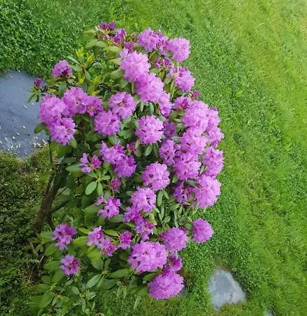 Appartement Ferienwohnung-wald *